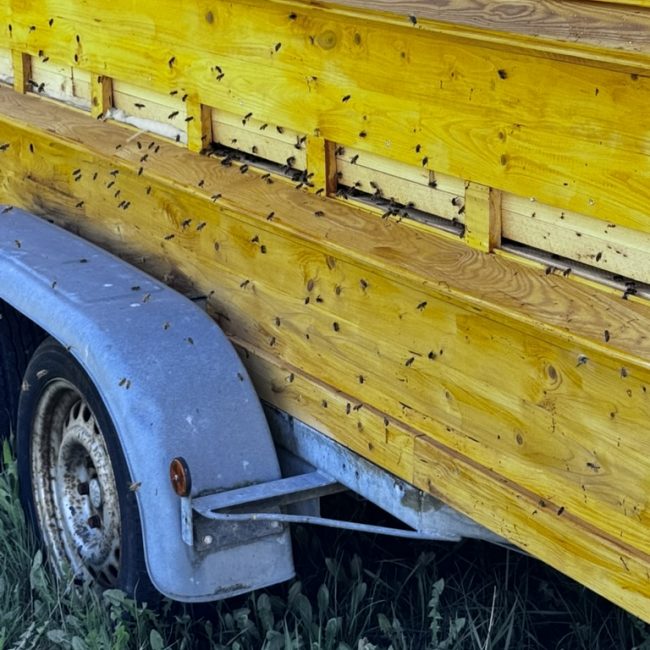 Bioland-Imkerei Wilms: mit Bienen. Ausschnitt mit Bienen an einem Wagenrad.